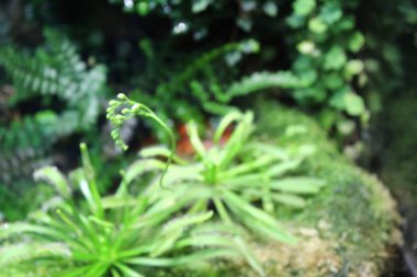 Avustralya güzel kurbağavahşi yaşayan. Yeşil