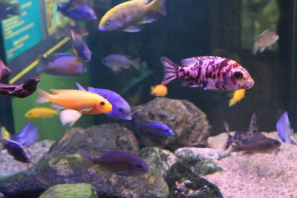 Farklı renklerdeki balık sürüsü. — Stok fotoğraf