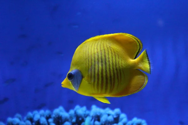 Ein Schwarm Fische in verschiedenen Farben. — Stockfoto