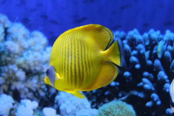 A flock of fish of different colors.