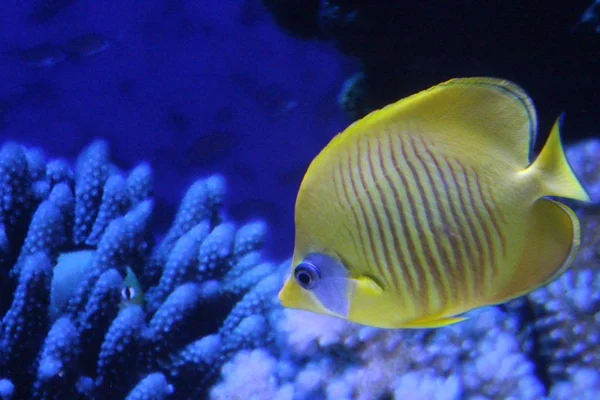 Ein Schwarm Fische in verschiedenen Farben. — Stockfoto