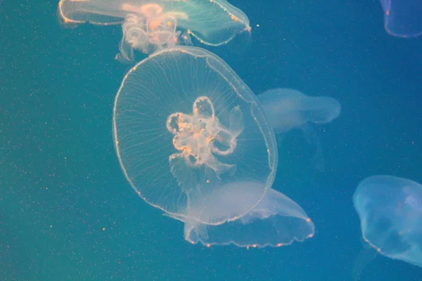 Duże Jellyfish w niebieskiej i jasnej wodzie morskiej. — Zdjęcie stockowe