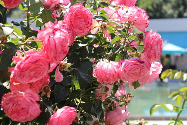 Красные розы в саду Розария — стоковое фото