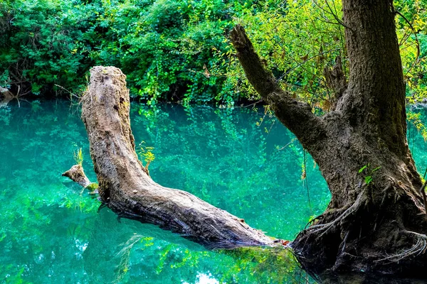 Prachtig Landschap Een Boom Het Wateroppervlak Waarin Omgeving Wordt Weerspiegeld — Stockfoto