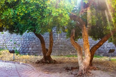 Hangi aracılığıyla eski şehir, Kotor, Karadağ bir güneş ışını nüfuz taş duvarın yanında iki yeşil ağaçlar
