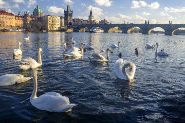 Görünüm Vltava Nehri ile beyaz kuğu, Prague, Çek Cumhuriyeti