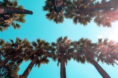 mavi gökyüzü arka plan üzerinde güzel palmiye ağaçları