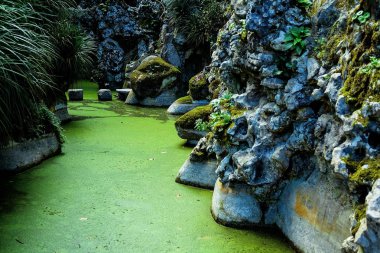 Gizemli boş yeşil bahçe 