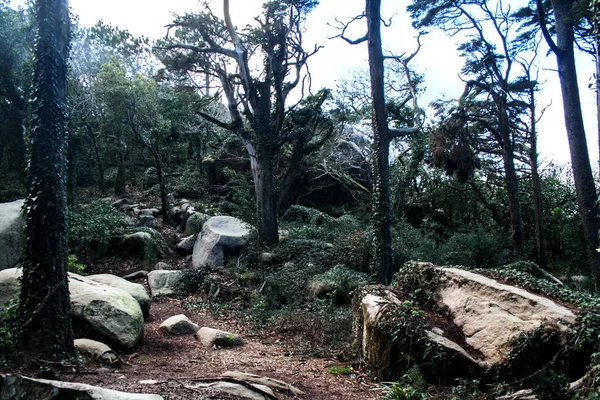 Landscape Fairy Magical Mysterious Dark Scary Forest Sintra Portugal — Stock Photo, Image