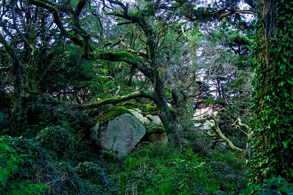 Landschap Van Een Sprookje Het Magische Mysterieuze Donkere Enge Bos — Stockfoto