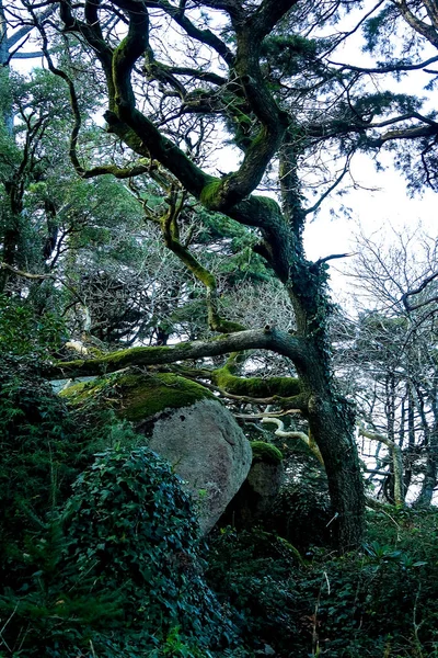 Paisagem Uma Fada Mágico Misterioso Escuro Floresta Assustadora Sintra Portugal — Fotografia de Stock