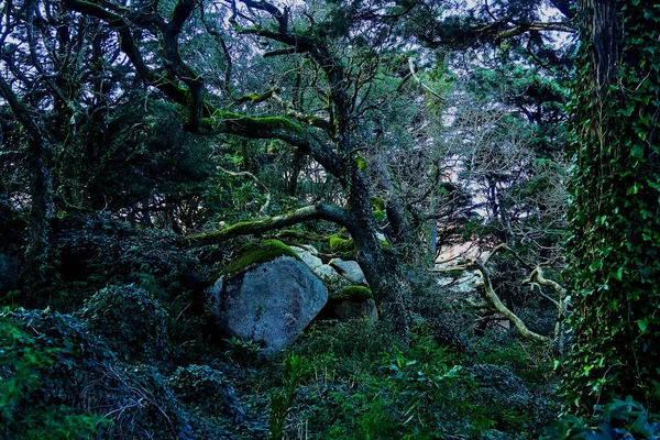 Landscape Fairy Magical Mysterious Dark Scary Forest Sintra Portugal — Stock Photo, Image