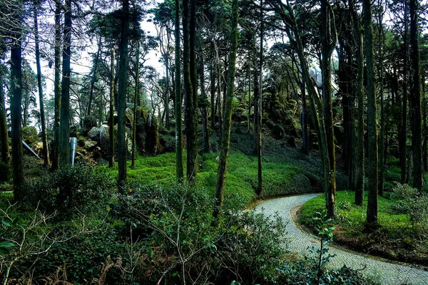 Gizemli Boş Yeşil Bahçe Yolu — Stok fotoğraf