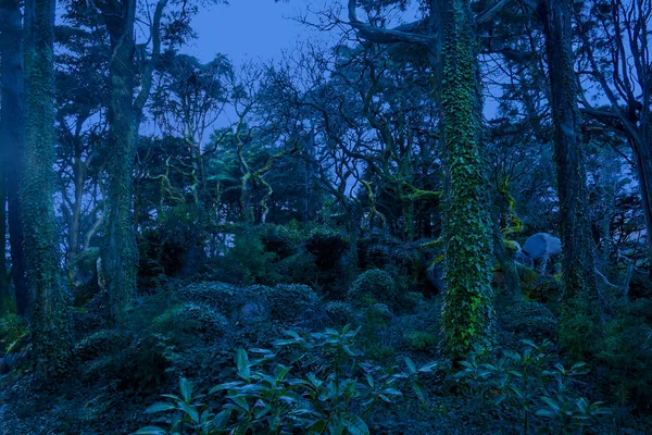 Τοπίο Της Μια Νεράιδα Μαγικό Μυστηριώδες Σκοτεινό Τρομακτικό Δάσος Σίντρα — Φωτογραφία Αρχείου