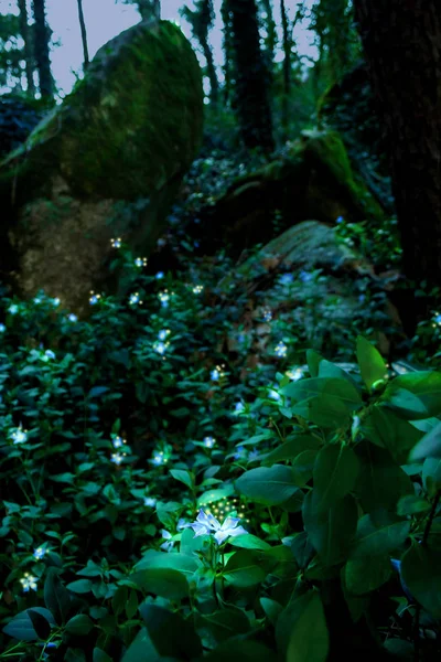 Landscape Fairy Magical Mysterious Dark Scary Forest Sintra Portugal — Stock Photo, Image