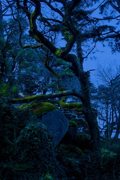 Landscape Fairy Magical Mysterious Dark Scary Forest Sintra Portugal — Stock Photo, Image