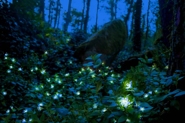 Landscape Fairy Magical Mysterious Dark Scary Forest Sintra Portugal — Stock Photo, Image