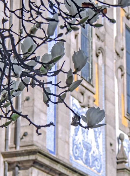 Afbeelding Van Een Bloeiende Magnolia Tegen Een Blauwe Hemel — Stockfoto