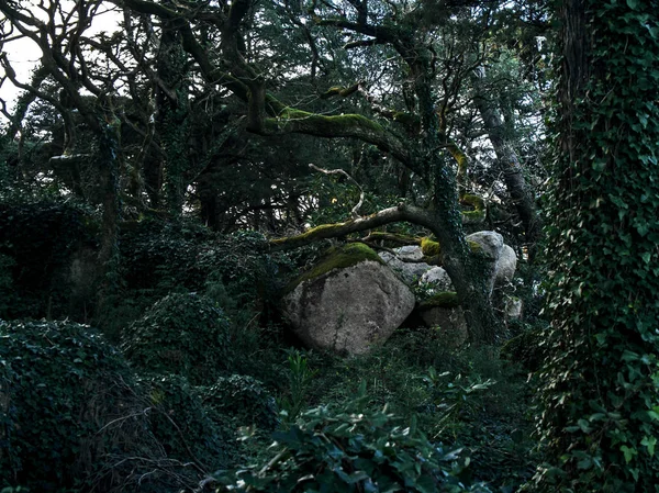 Landscape of a fairy, magical, mysterious, dark, scary forest. Sintra, Portugal.