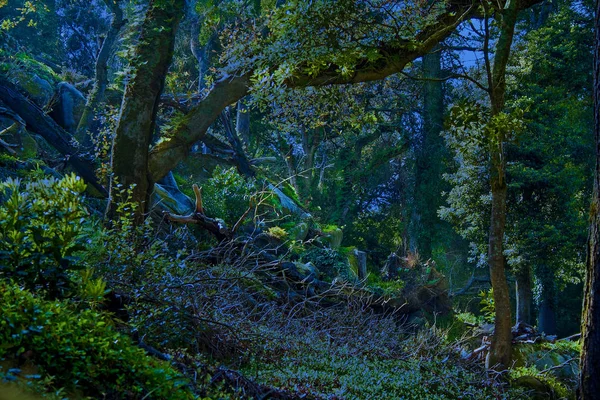 Paisagem Uma Fada Mágico Misterioso Escuro Floresta Assustadora Sintra Portugal — Fotografia de Stock