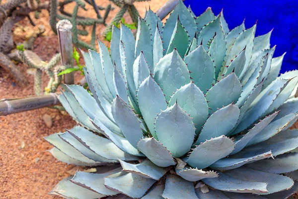 Plantas en la naturaleza, en el entorno natural. Cactus en el jardín, parque, bajo el cielo abierto. Marruecos —  Fotos de Stock