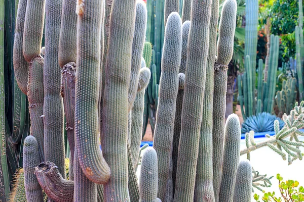 Pflanzen in der Natur, in der natürlichen Umgebung. Kakteen im Garten, Park, unter freiem Himmel. Marokko — Stockfoto