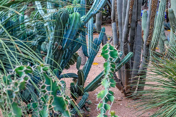 Växter i naturen, i den naturliga miljön. Kaktus i trädgården, parkera, under den öppna himlen. Marocko — Stockfoto