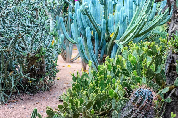 Plants in nature, in the natural environment. Cactus in the garden, park, under the open sky. Morocco — Stock Photo, Image