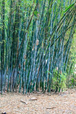 Maraces doğal bir ortamda bir parkta Yeşil bambu orman