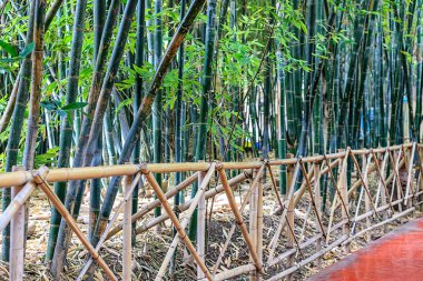 Maraces doğal bir ortamda bir parkta Yeşil bambu orman