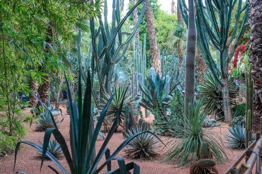 Kaktüsler ve palmiye ağaçları Marakesh bir parkta doğal bir ortamda. Fas.
