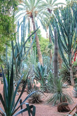 Kaktüsler ve palmiye ağaçları Marakesh bir parkta doğal bir ortamda. Fas.