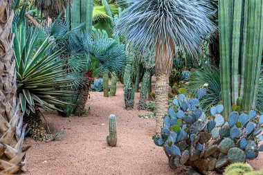 Kaktüsler ve palmiye ağaçları Marakesh bir parkta doğal bir ortamda. Fas.