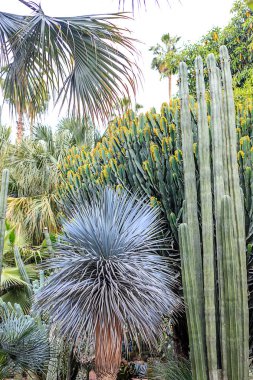 Kaktüsler ve palmiye ağaçları Marakesh bir parkta doğal bir ortamda. Fas.