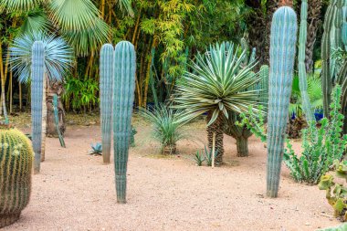 Kaktüsler ve palmiye ağaçları Marakesh bir parkta doğal bir ortamda. Fas.