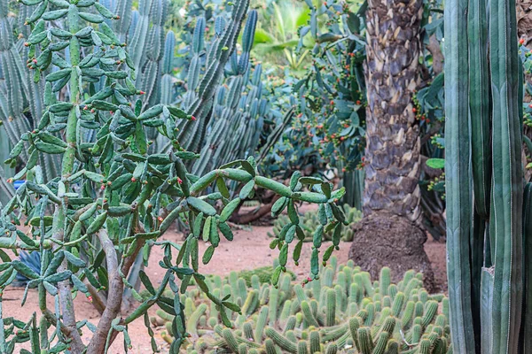 Kaktusar och palmer i en naturlig miljö i en Park i Marakesh. Marocko. — Stockfoto