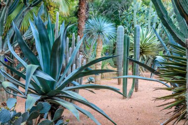 Kaktüsler ve palmiye ağaçları Marakesh bir parkta doğal bir ortamda. Fas.