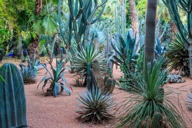 Kaktüsler ve palmiye ağaçları Marakesh bir parkta doğal bir ortamda. Fas.