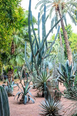 Kaktüsler ve palmiye ağaçları Marakesh bir parkta doğal bir ortamda. Fas.