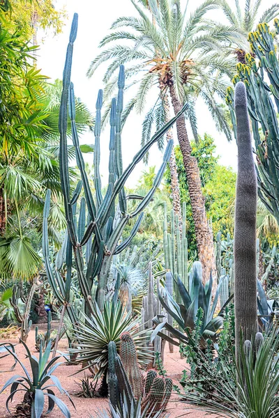 Kaktüsler ve palmiye ağaçları Marakesh bir parkta doğal bir ortamda. Fas.