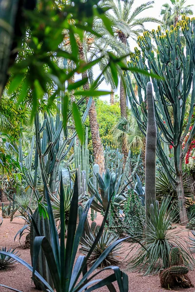 Kaktüsler ve palmiye ağaçları Marakesh bir parkta doğal bir ortamda. Fas.