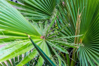 Tropikal palmiye yaprakları, çiçek desen arka plan, fotoğraf