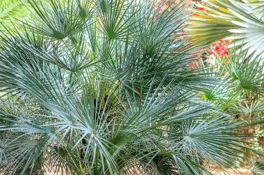 Tropikal palmiye yaprakları, çiçek desen arka plan, fotoğraf