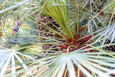 Tropikal palmiye yaprakları, çiçek desen arka plan, fotoğraf