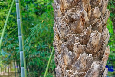 Tropikal palmiye yaprakları, çiçek desen arka plan, fotoğraf