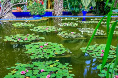 Sessiz ve huzurlu bir parkta, gölette beyaz ve pembe nilüferler..