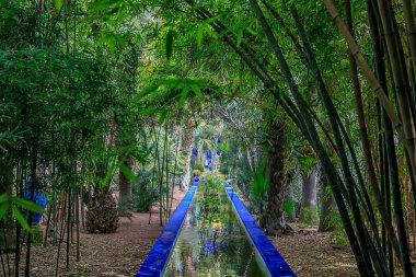 Majorelle Garden Marakeş'te bir botanik bahçesi ve sanatçının peyzaj bahçesi