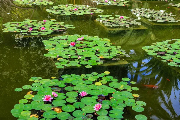 Loti bianchi e rosa nello stagno in un parco tranquillo e silenzioso . — Foto Stock