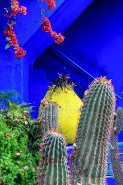 Büyük yeşil kaktüs ve Marokesh parlak mavi duvara karşı farklı bitkiler, Fas.