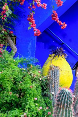 Büyük yeşil kaktüs ve Marokesh parlak mavi duvara karşı farklı bitkiler, Fas.